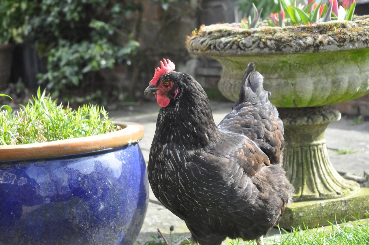 Little Tidebrook Farm Bed & Breakfast Wadhurst Luaran gambar